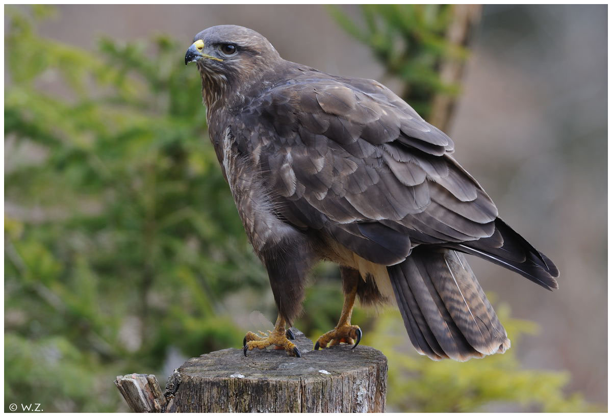 ---- Mäusebussard ----- ( Buteo buteo )