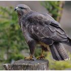 ---- Mäusebussard ----- ( Buteo buteo )