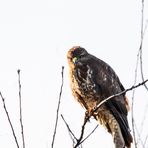 Mäusebussard - Buteo buteo