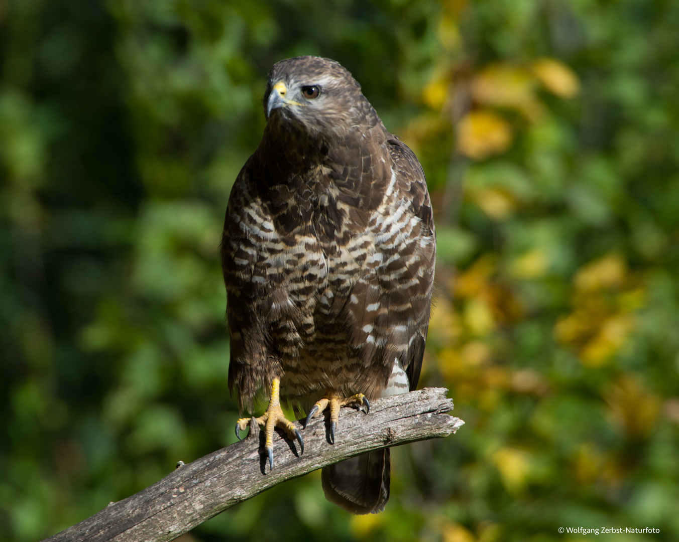 --- Mäusebussard ---  ( Buteo buteo (