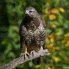 --- Mäusebussard ---  ( Buteo buteo (