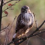 Mäusebussard (Buteo buteo) -3- 