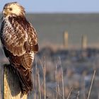 Mäusebussard (Buteo buteo) (3)...