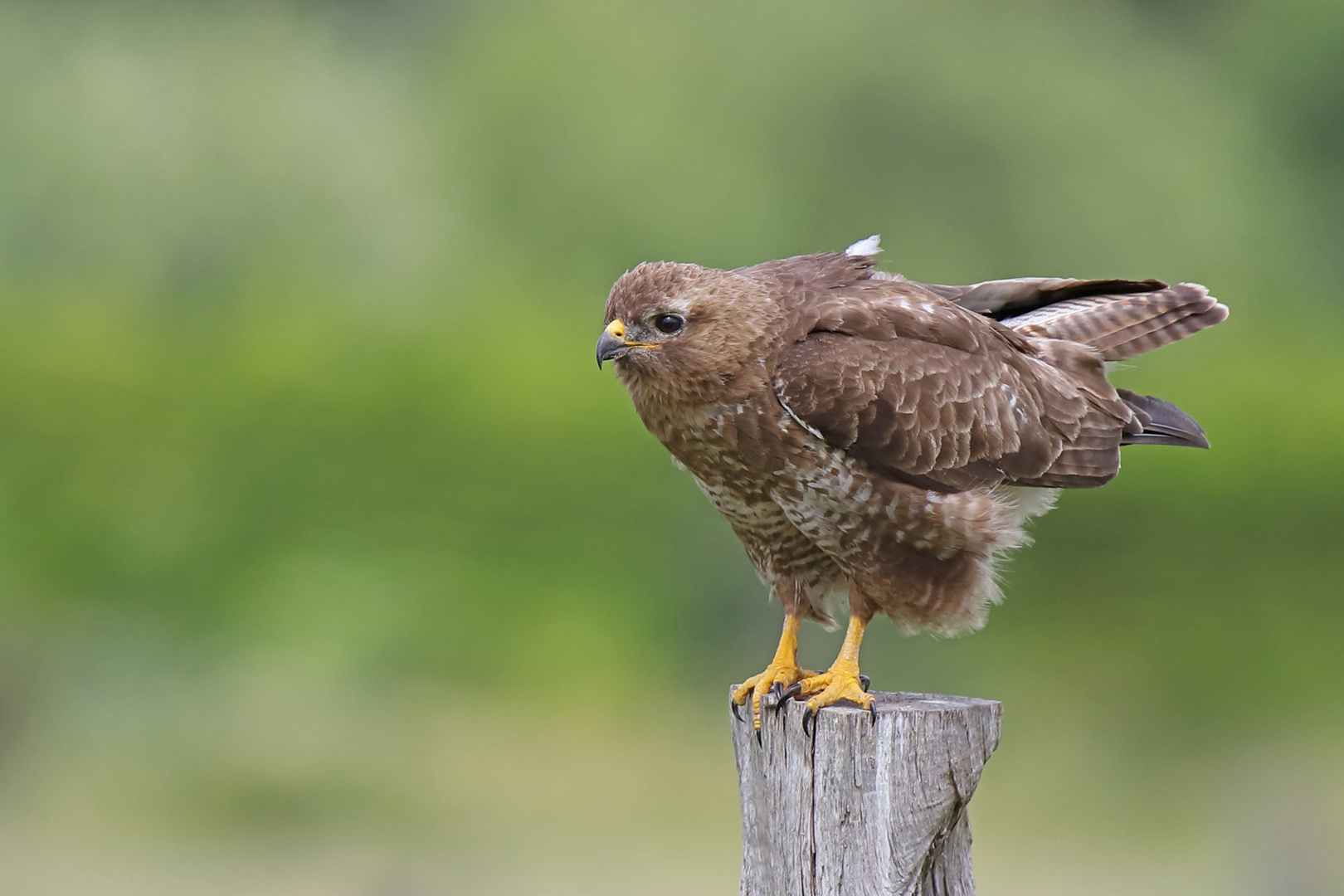 Mäusebussard (buteo buteo)