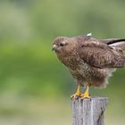 Mäusebussard (buteo buteo)