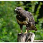 ---- Mäusebussard ---- ( Buteo buteo )