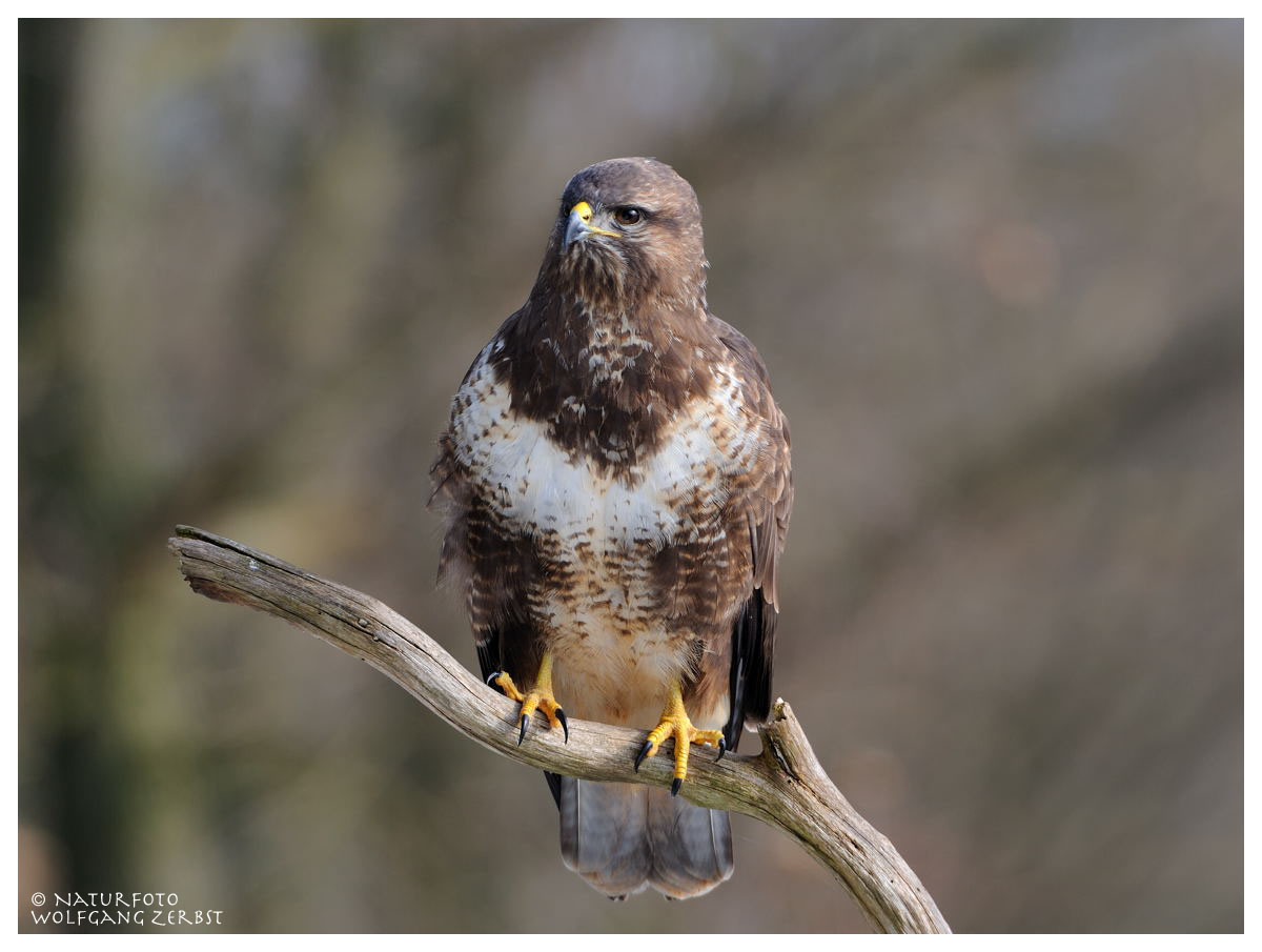 --- Mäusebussard --- ( Buteo buteo )