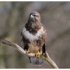 --- Mäusebussard --- ( Buteo buteo )