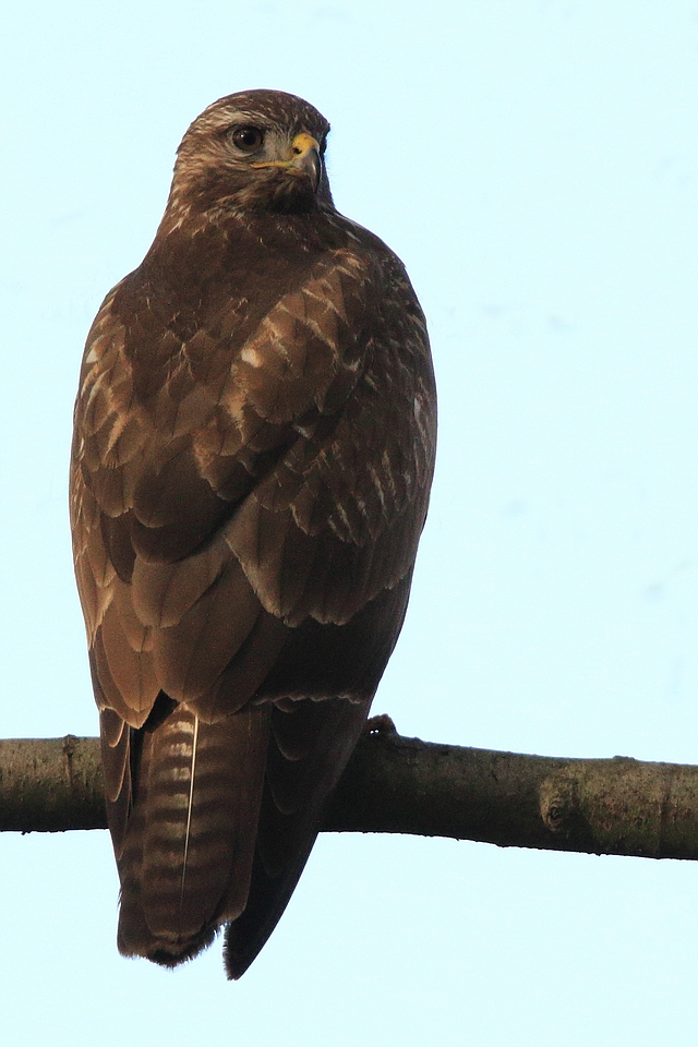 Mäusebussard (Buteo buteo)