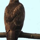 Mäusebussard (Buteo buteo)