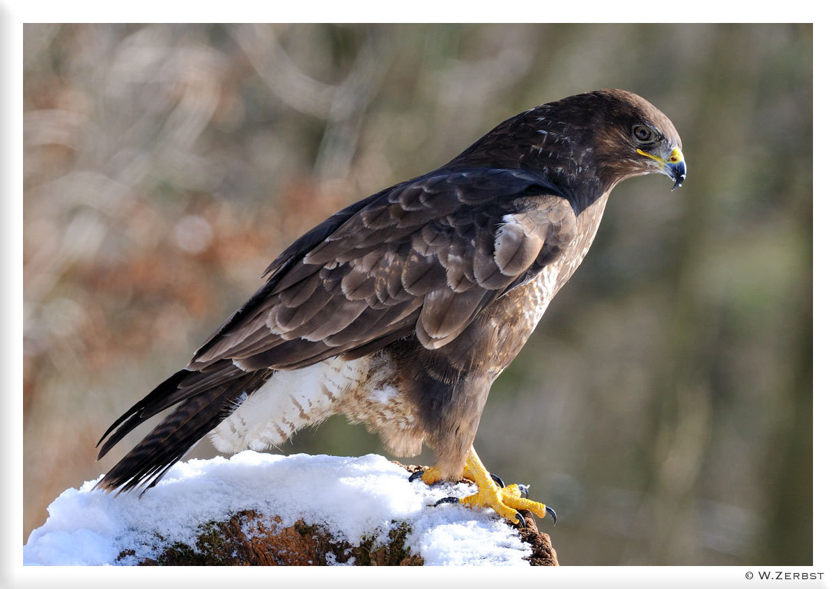 - Mäusebussard - ( Buteo buteo )