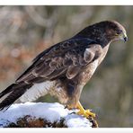 - Mäusebussard - ( Buteo buteo )