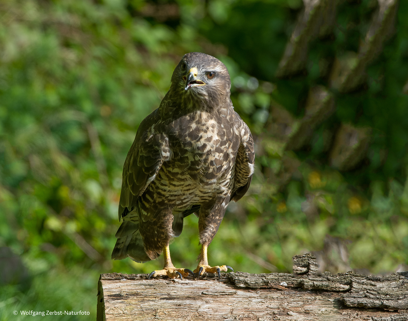 --- Mäusebussard  ---  ( Buteo buteo )