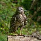 --- Mäusebussard  ---  ( Buteo buteo )