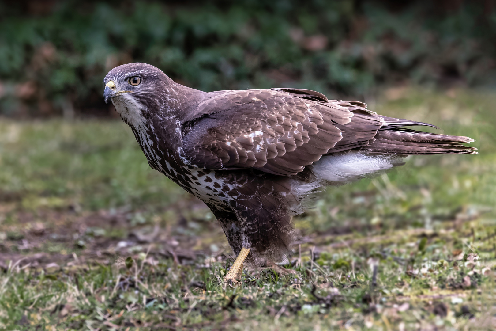  Mäusebussard (Buteo buteo) 