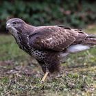  Mäusebussard (Buteo buteo) 