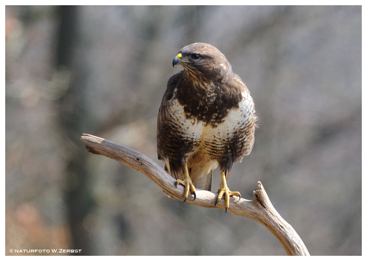 -- Mäusebussard -- ( Buteo buteo )