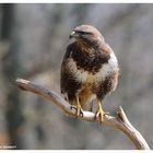 -- Mäusebussard -- ( Buteo buteo )