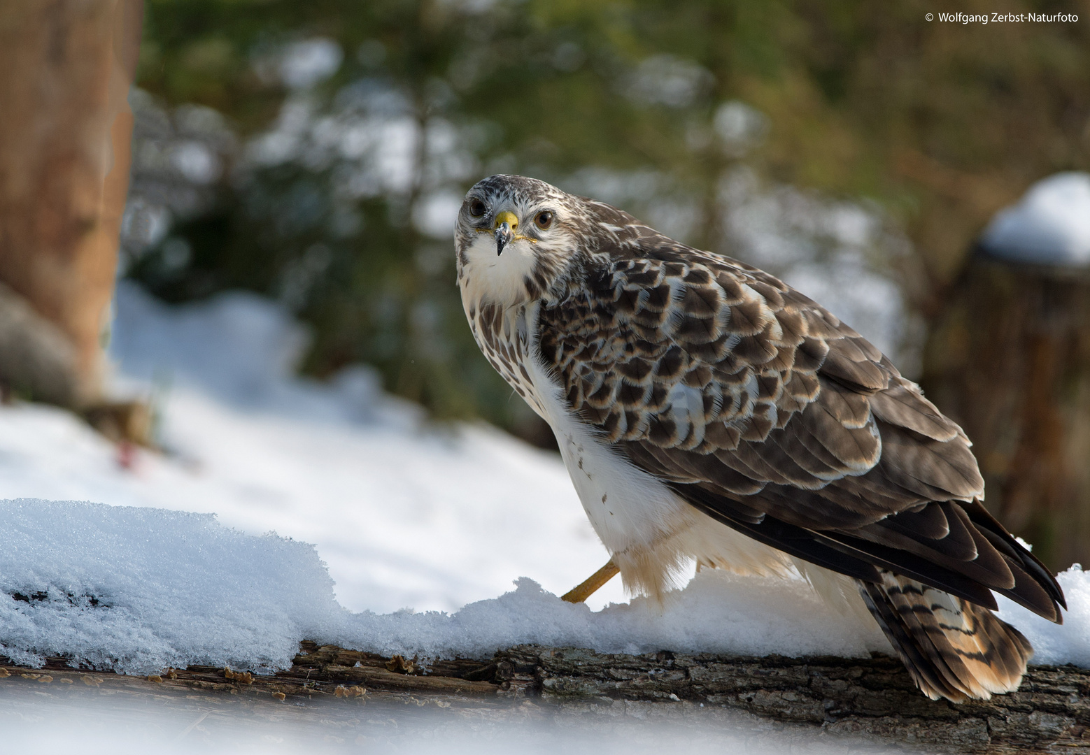 --- Mäusebussard ---  ( Buteo buteo )