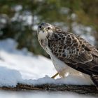 --- Mäusebussard ---  ( Buteo buteo )