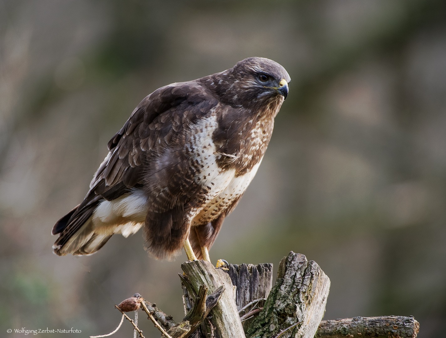   - MÄUSEBUSSARD -  ( Buteo buteo )