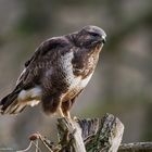   - MÄUSEBUSSARD -  ( Buteo buteo )