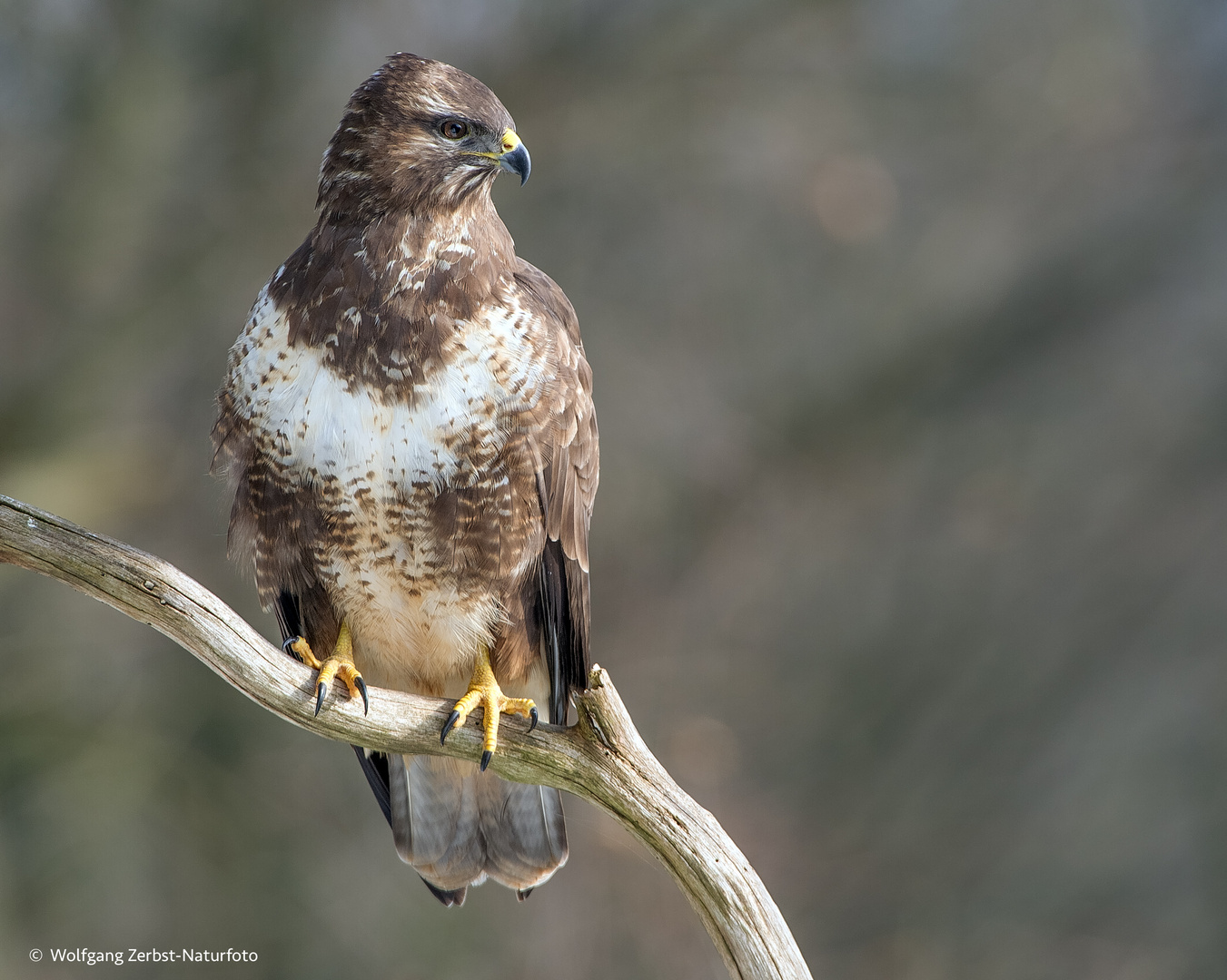  - Mäusebussard- ( Buteo buteo )