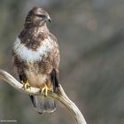  - Mäusebussard- ( Buteo buteo )