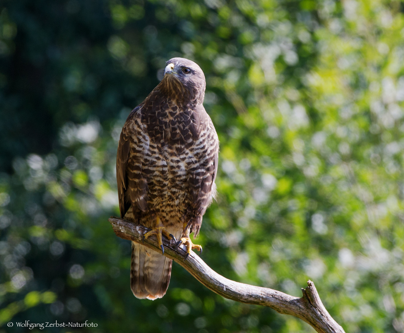   -MÄUSEBUSSARD- ( Buteo buteo )