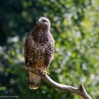   -MÄUSEBUSSARD- ( Buteo buteo )