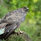 --- Mäusebussard ---  ( Buteo buteo )