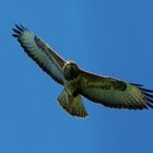 Mäusebussard (Buteo buteo) 4