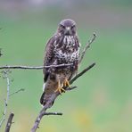 Mäusebussard (Buteo buteo) -4- 