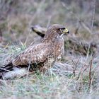 Mäusebussard (Buteo buteo)