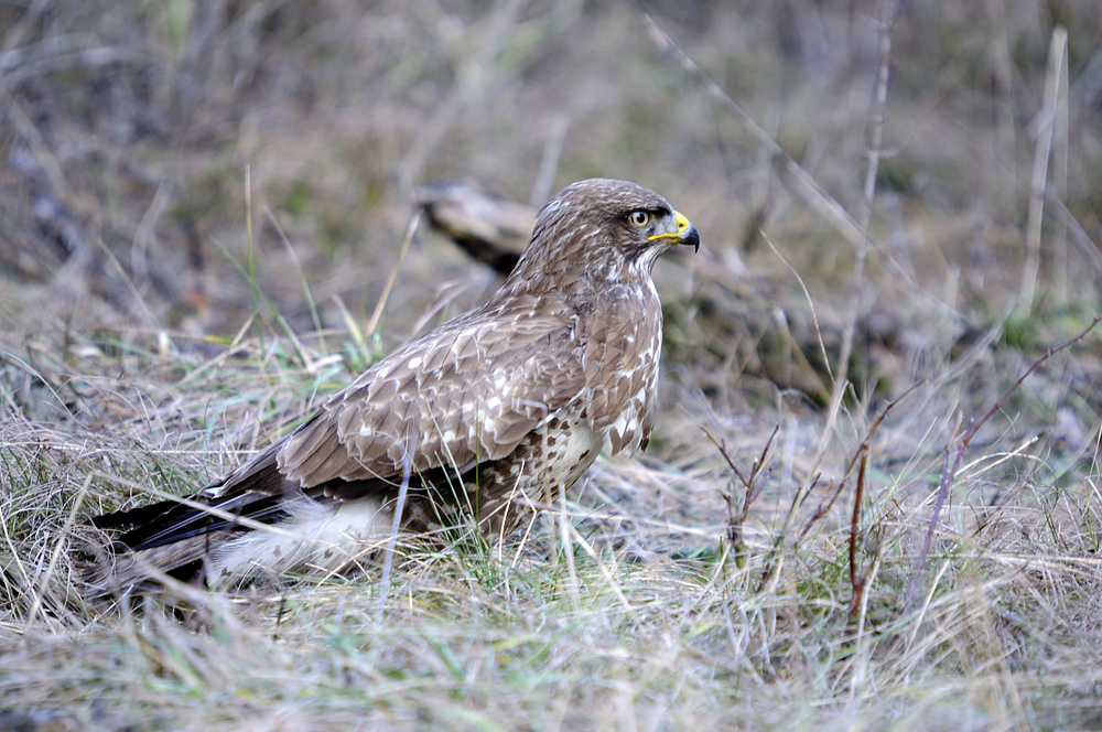 Mäusebussard (Buteo buteo)