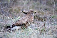 Mäusebussard (Buteo buteo)