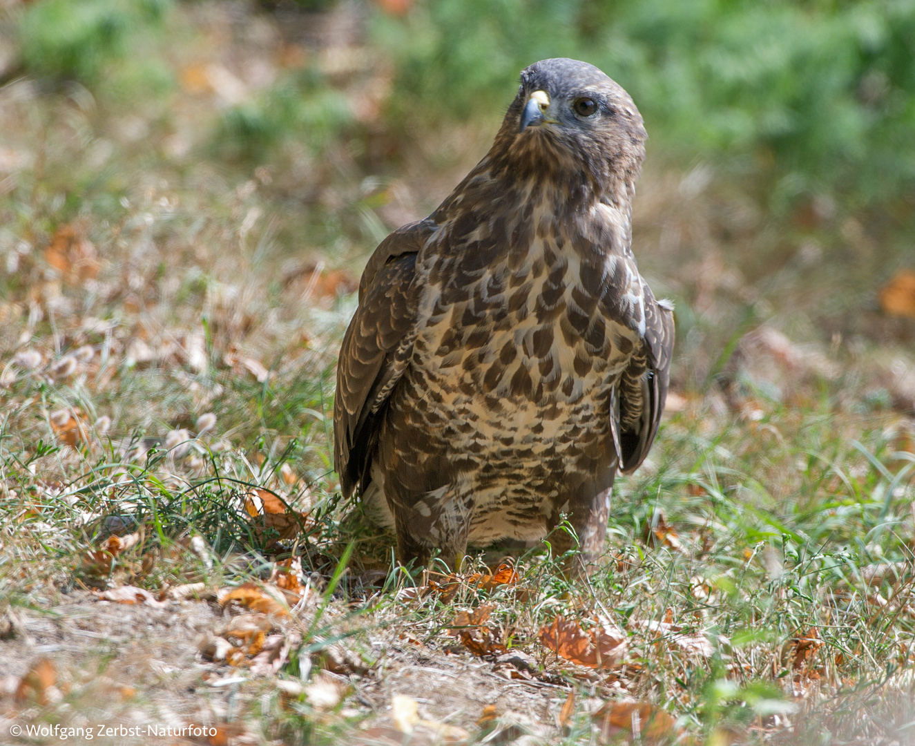 --Mäusebussard --  ( Buteo buteo )