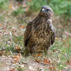 --Mäusebussard --  ( Buteo buteo )