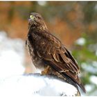 - Mäusebussard - ( Buteo buteo )