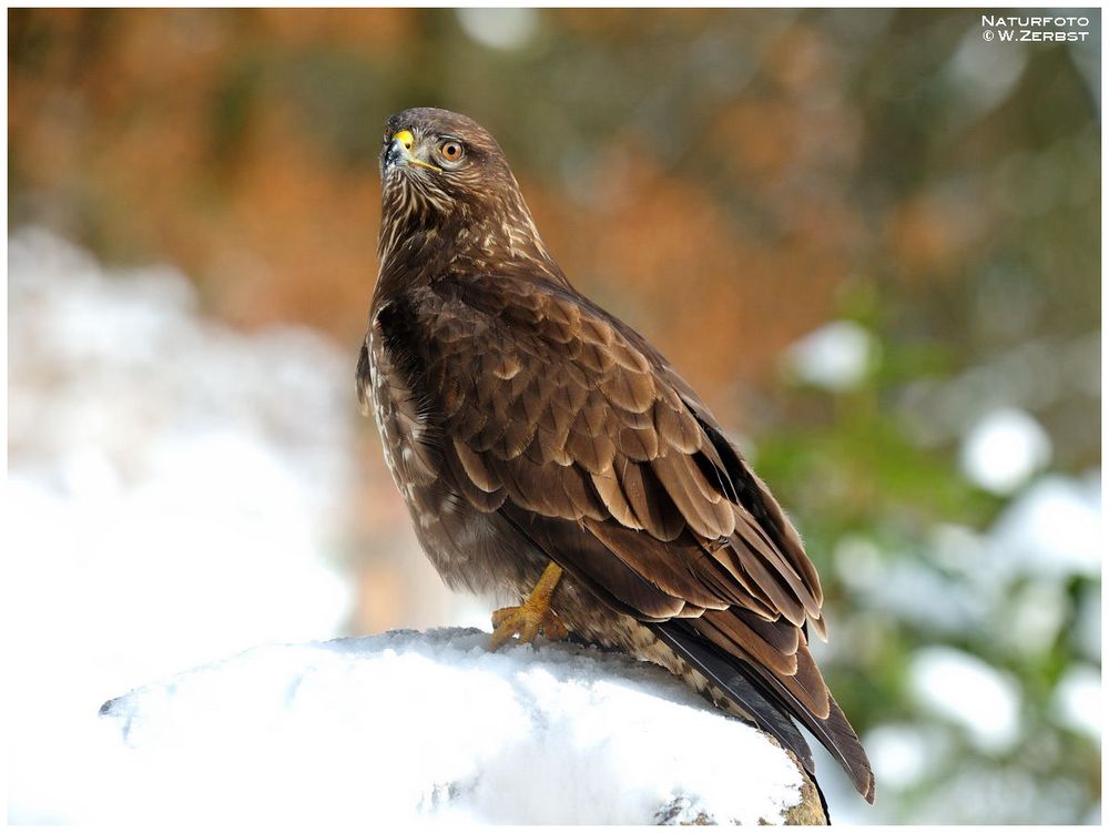 - Mäusebussard - ( Buteo buteo )