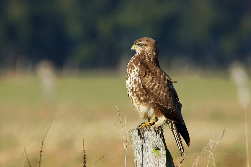 Mäusebussard (Buteo buteo) 