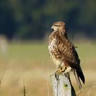 Mäusebussard (Buteo buteo) 