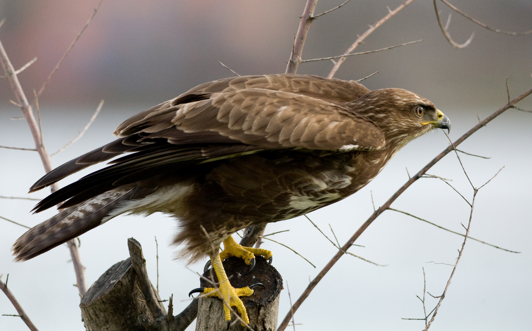 Mäusebussard (Buteo buteo)