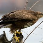 Mäusebussard (Buteo buteo)