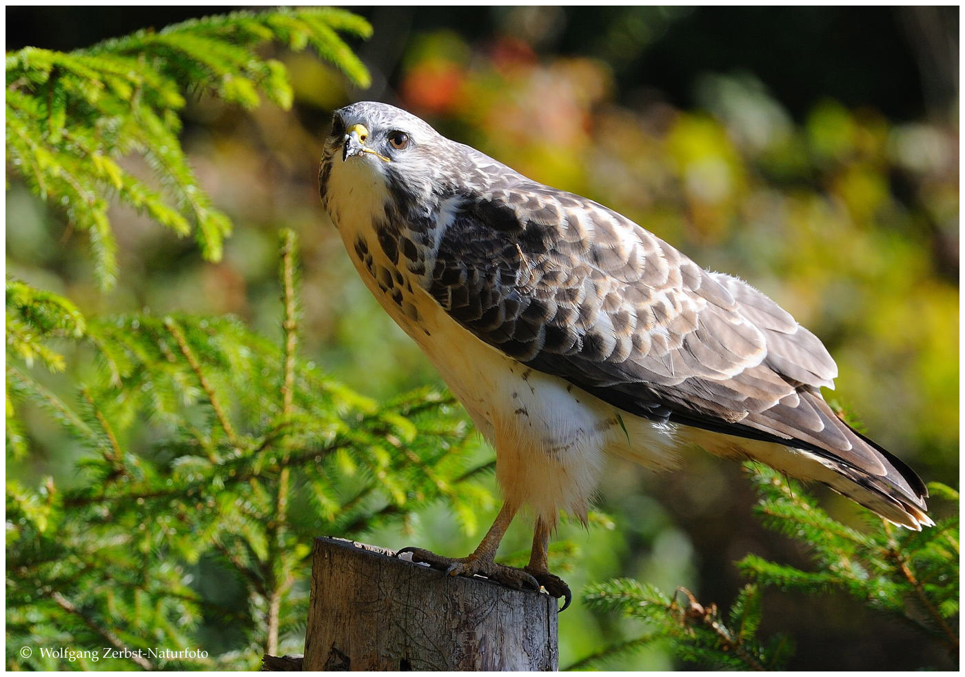 --- Mäusebussard --- ( Buteo buteo )