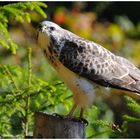 --- Mäusebussard --- ( Buteo buteo )