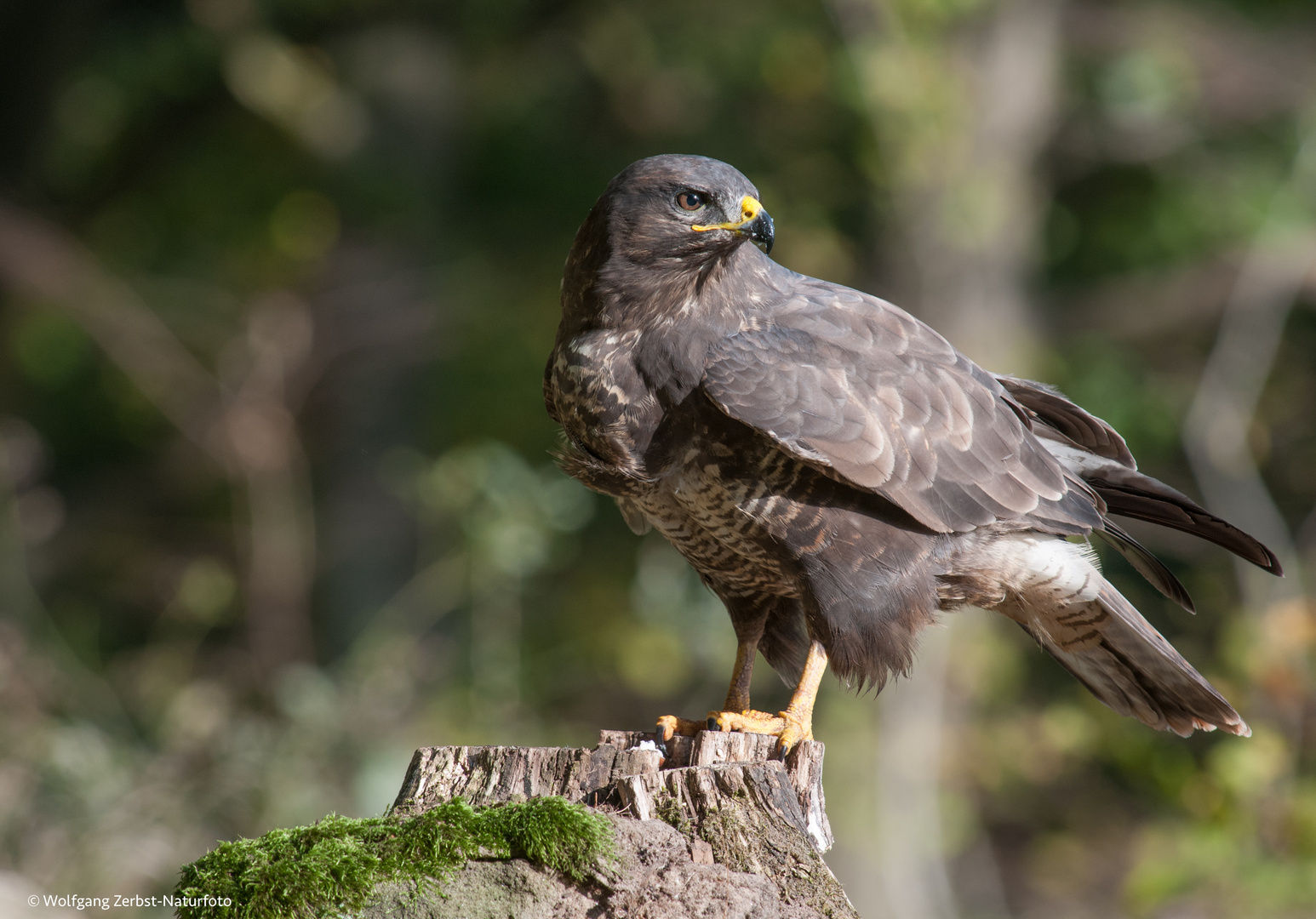 -- Mäusebussard -- ( Buteo buteo )