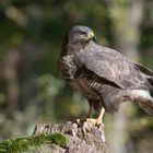 -- Mäusebussard -- ( Buteo buteo )