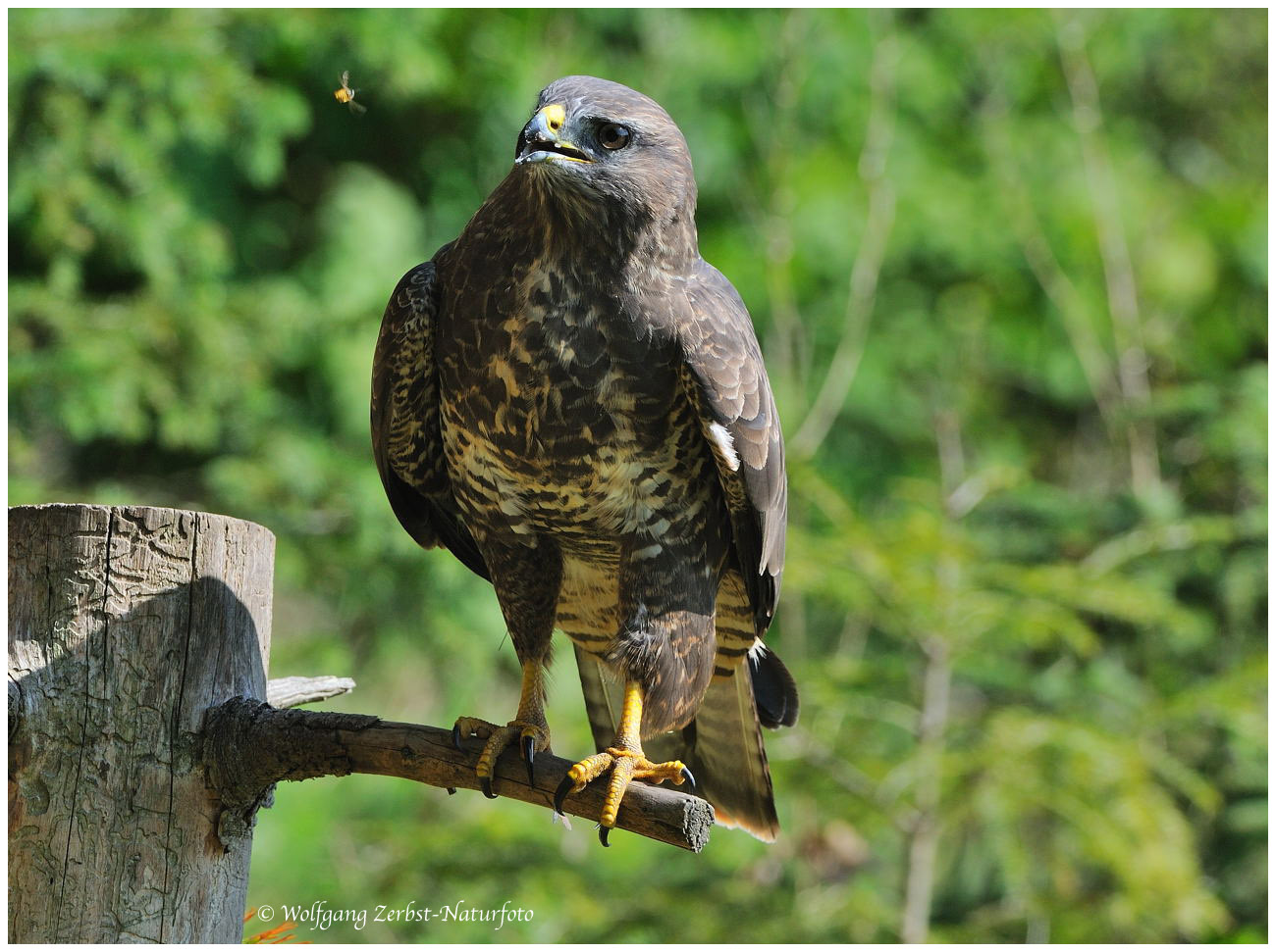 --- Mäusebussard --- ( Buteo buteo )