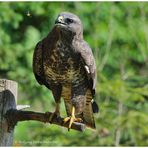 --- Mäusebussard --- ( Buteo buteo )